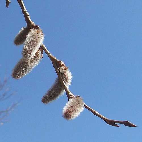 Populus tremula - Aspen - Future Forests