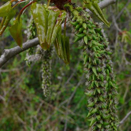 Populus tremula - Aspen - Future Forests