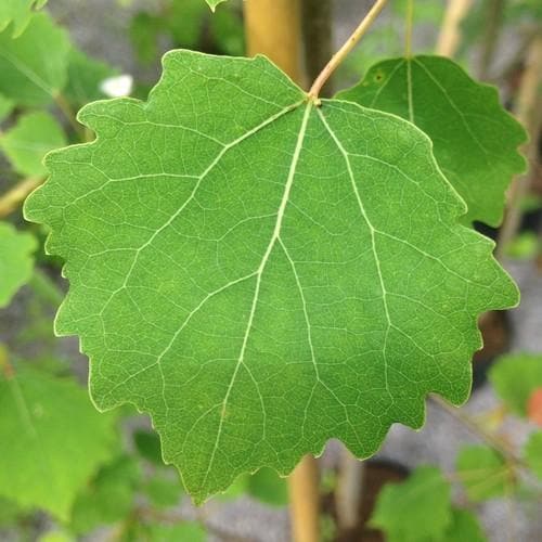 Populus tremula - Aspen - Future Forests