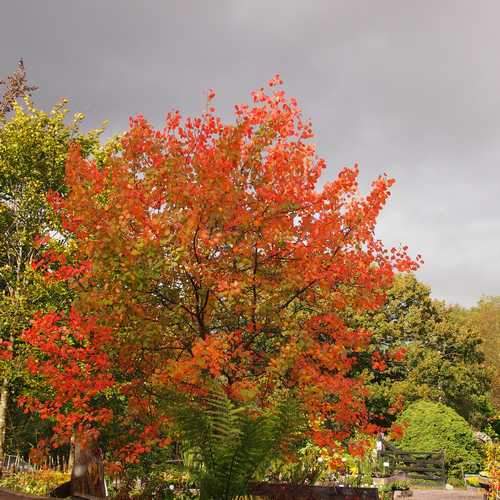 Populus tremula - Aspen - Future Forests