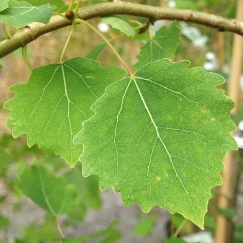 Populus tremula - Aspen - Future Forests