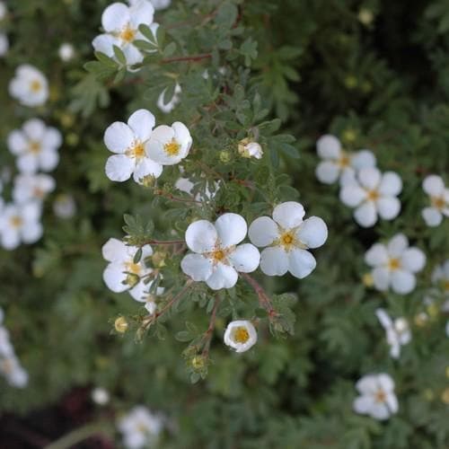 Potentilla fruticosa Abbotswood - Future Forests