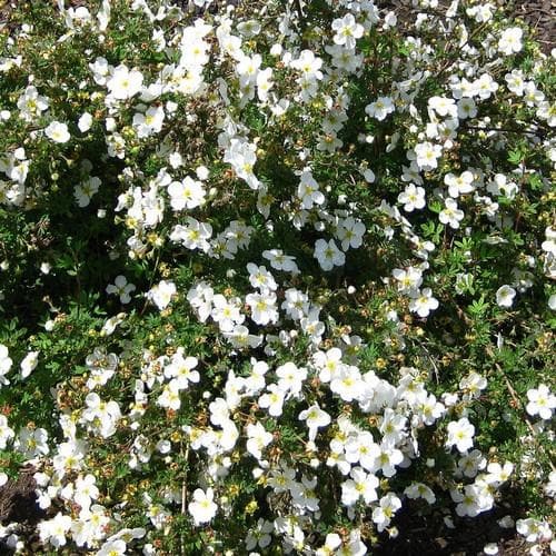 Potentilla fruticosa Abbotswood - Future Forests