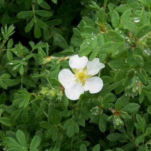 Potentilla fruticosa Abbotswood - Future Forests