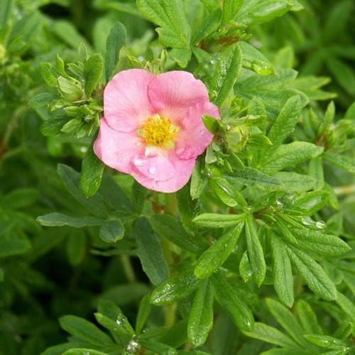 Potentilla fruticosa Lovely Pink - Future Forests