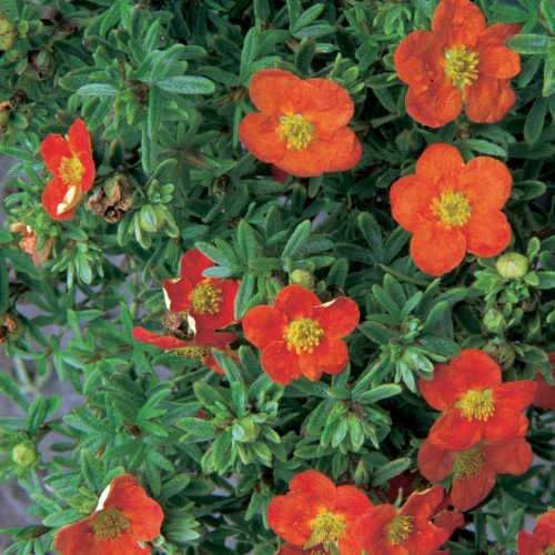 Potentilla fruticosa Red Ace