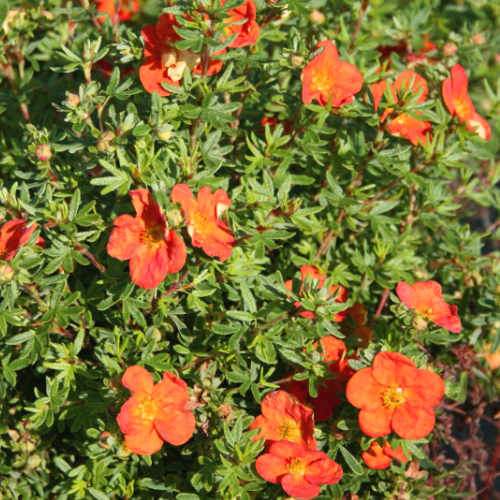 Potentilla fruticosa Red Ace