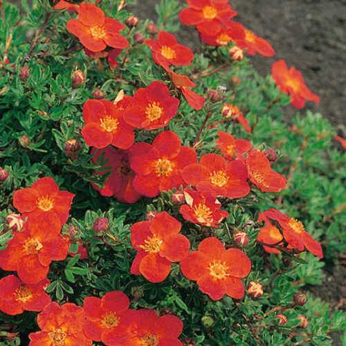 Potentilla fruticosa Red Ace