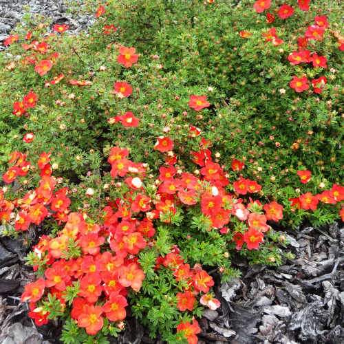 Potentilla fruticosa Red Ace