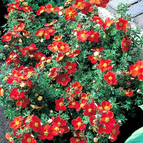 Potentilla fruticosa Red Ace