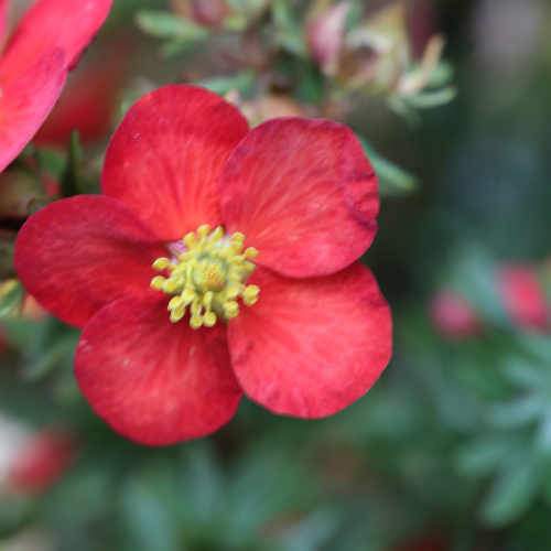 Potentilla fruticosa Red Ace