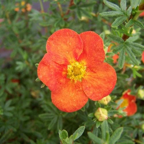 Potentilla fruticosa Red Ace