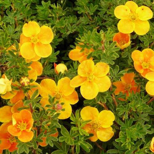 Potentilla fruticosa Tangerine