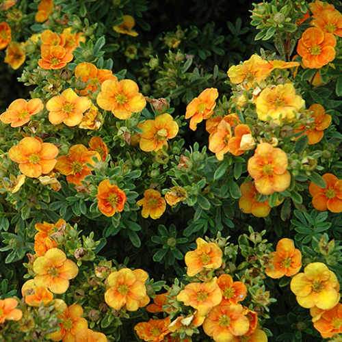 Potentilla fruticosa Tangerine