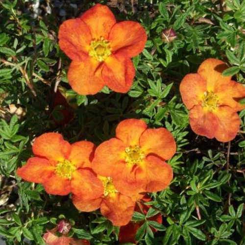 Potentilla fruticosa Tangerine