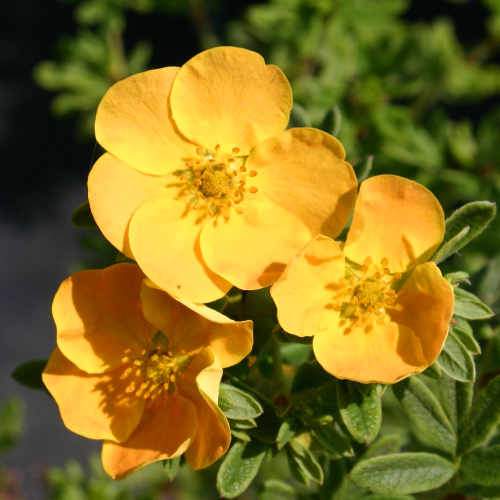 Potentilla fruticosa Tangerine