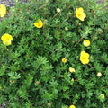 Potentilla fruticosa Tangerine - Future Forests