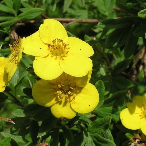 Potentilla fruticosa Tangerine - Future Forests