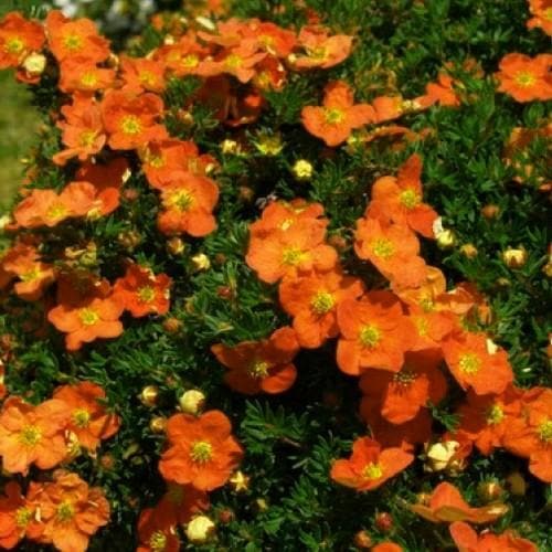 Potentilla fruticosa Tangerine