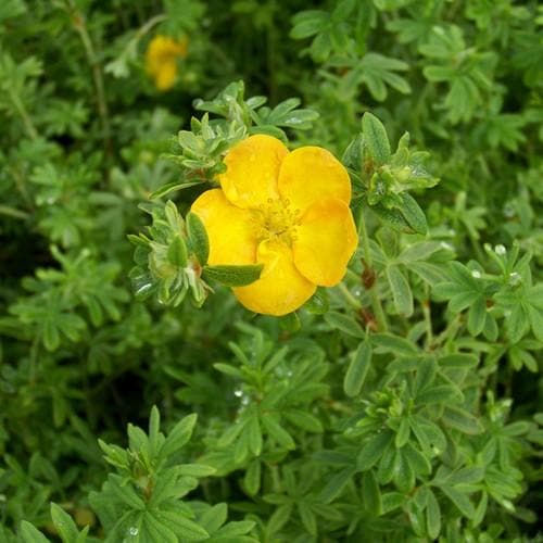 Potentilla fruticosa Tangerine - Future Forests