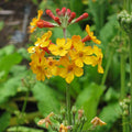 Primula bulleyana