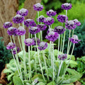 Primula capitata