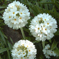 Primula denticulata var. alba