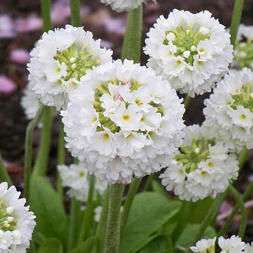 Primula denticulata var. alba