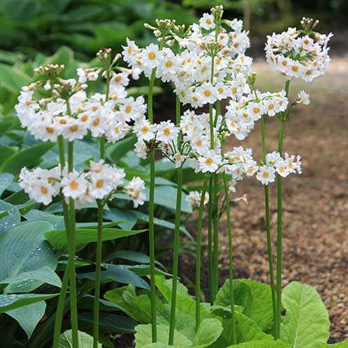 Primula japonica Postford White