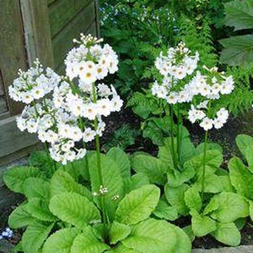 Primula japonica Postford White