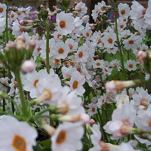 Primula japonica Postford White