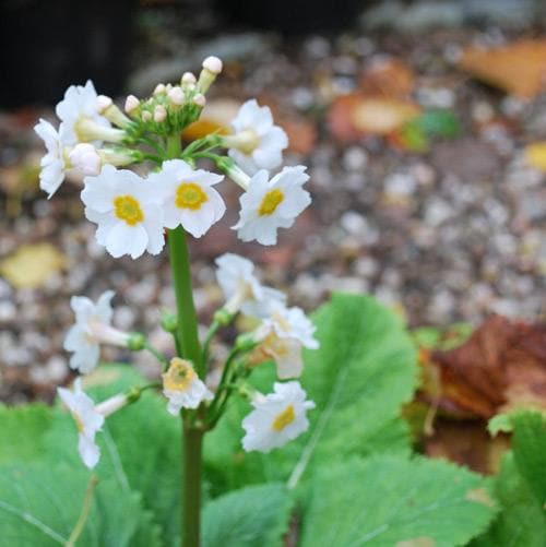 Primula japonica Postford White