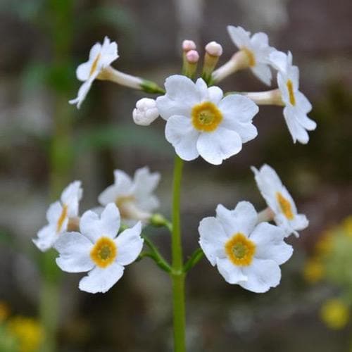 Primula japonica Postford White