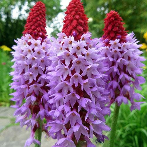 Primula vialii