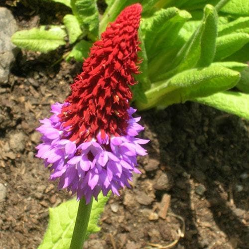 Primula vialii