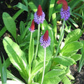 Primula vialii