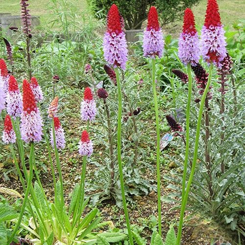 Primula vialii