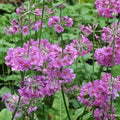 Primula beesiana AGM 9cm Pot