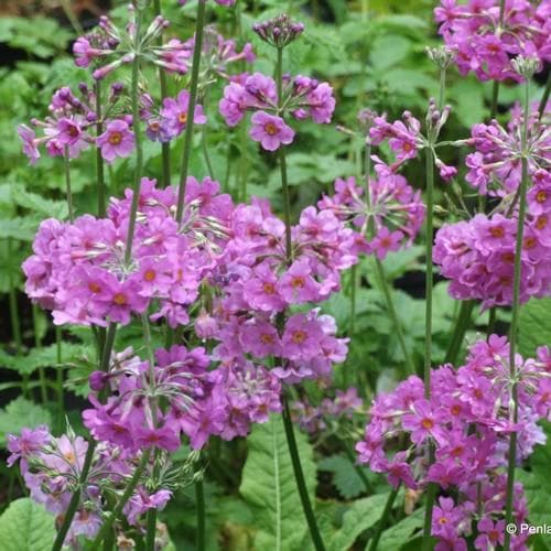 Primula beesiana AGM - Future Forests