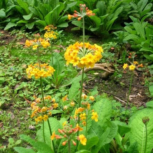 Primula bulleesiana - Future Forests