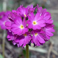 Primula denticulata Ruby