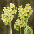 Primula elatior - Oxslip Pot | 9cm