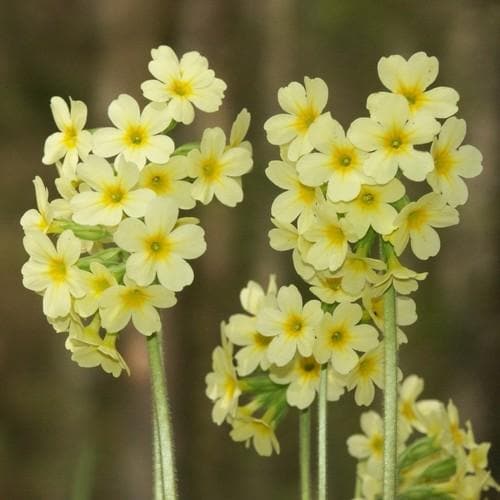 Primula elatior - Oxslip Pot | 9cm