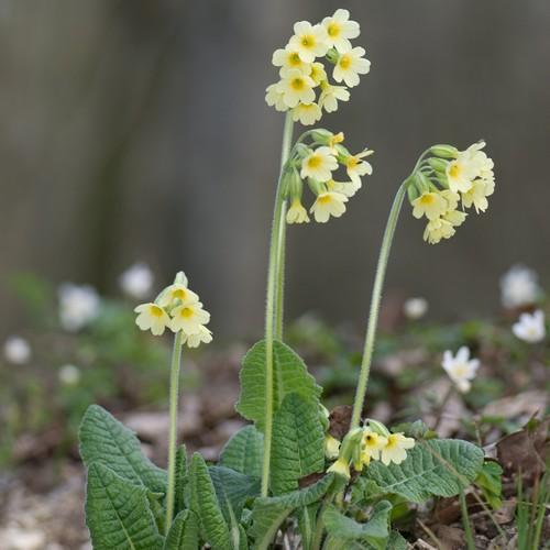 Primula elatior - Future Forests