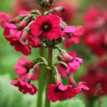 Primula japonica Miller's Crimson AGM - Future Forests