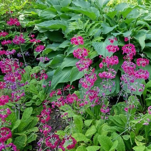 Primula pulverulenta AGM 9cm Pot