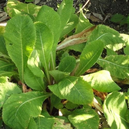 Primula pulverulenta AGM - Future Forests