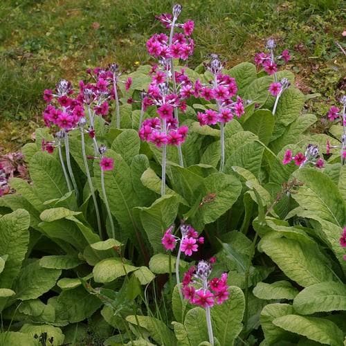 Primula pulverulenta AGM - Future Forests