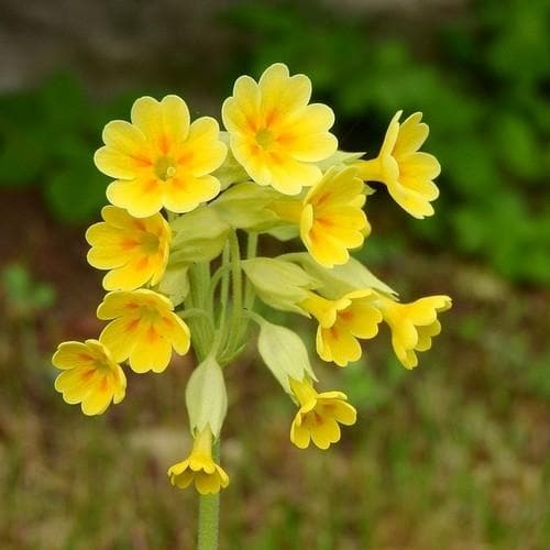 Primula veris - Future Forests