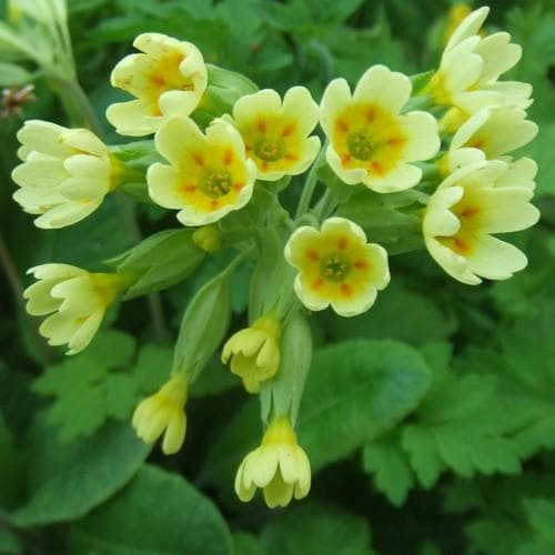 Primula veris - Future Forests